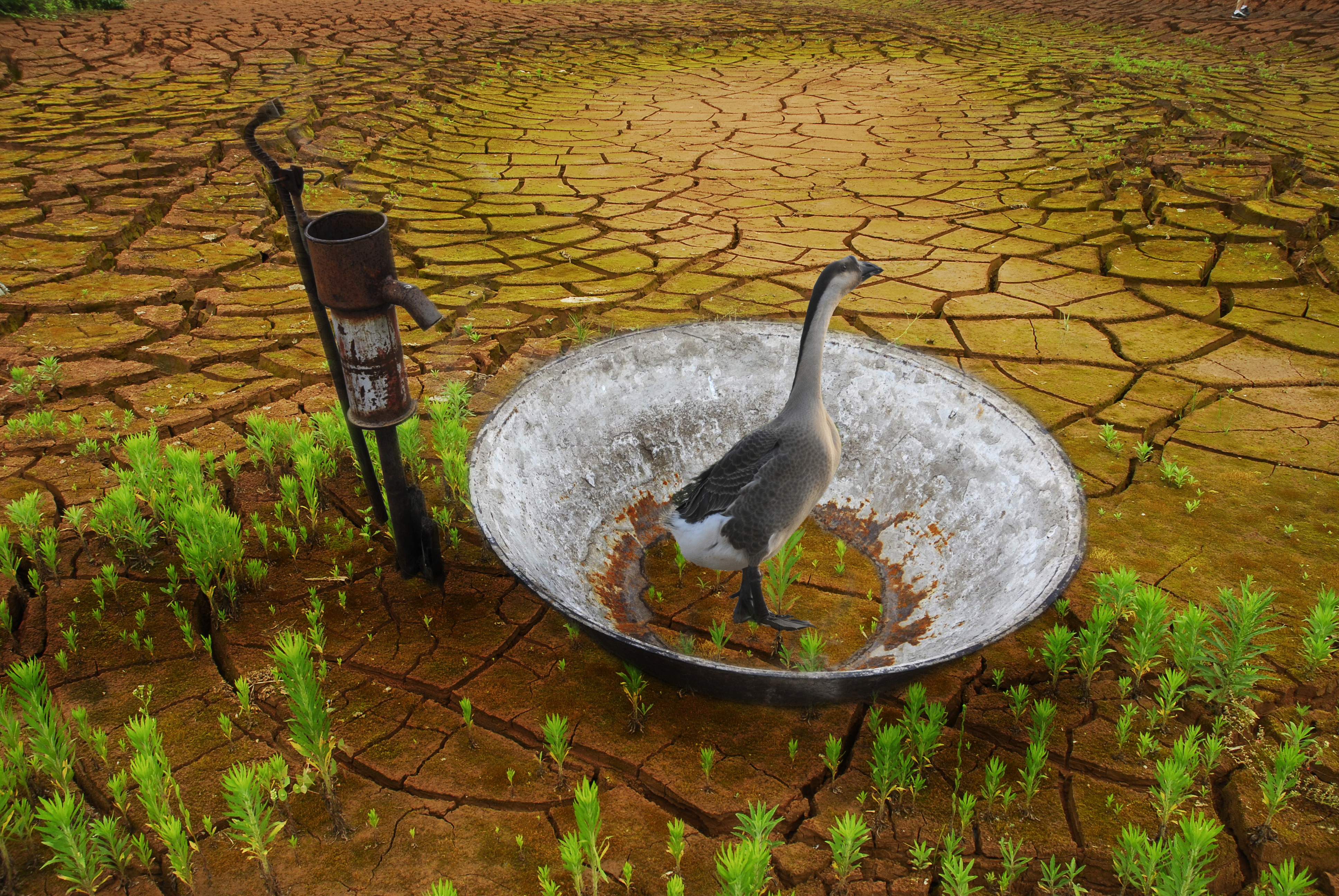 困惑  榮獲大眾攝影雜志2009雙周賽佳作獎(jiǎng)。.jpg