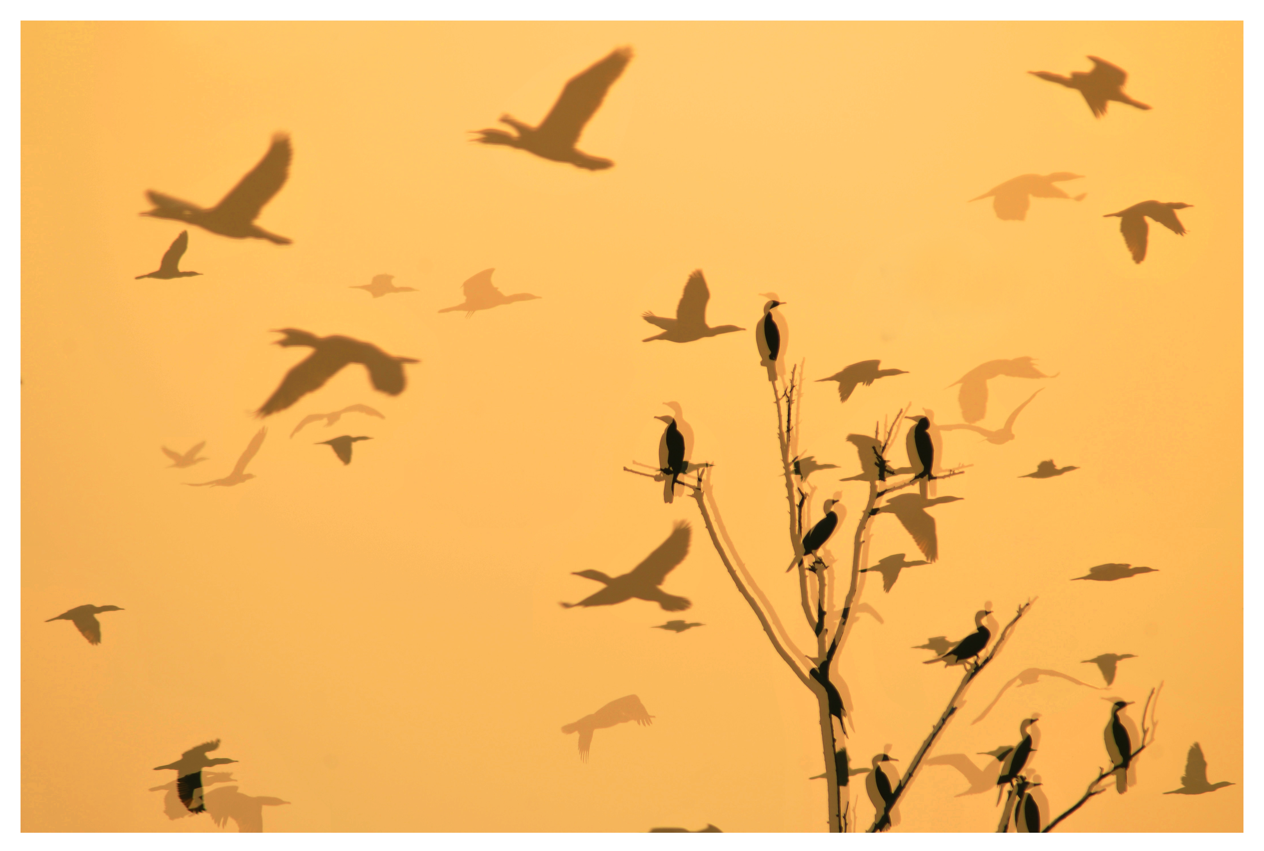 鳥(niǎo)影朦動(dòng)  入選中國(guó)野生動(dòng)物保護(hù)協(xié)會(huì)主辦大眾攝影雜志社承辦的“天下洞庭”全國(guó)攝影大展.jpg