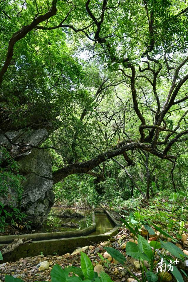 沙口鎮(zhèn)園山村背后，古樟樹錯落有致。 曾亮超 攝