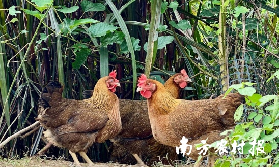 五大百億 | 清遠(yuǎn)雞，英德紅茶！入選中國(guó)農(nóng)業(yè)品牌目錄2024農(nóng)產(chǎn)品區(qū)域公用品牌